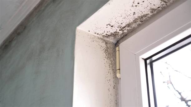 Best Industrial Mold Remediation in Limesa, CA