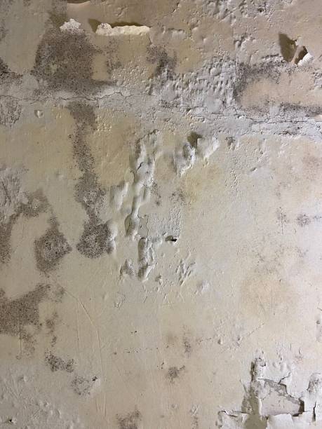Best Emergency Mold Remediation in Limesa, CA