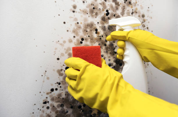 Best Crawl Space Mold Remediation in Limesa, CA