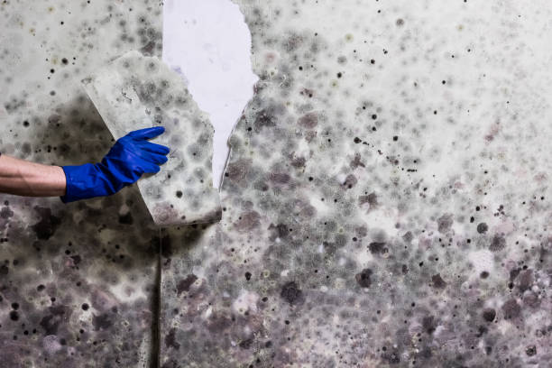 Best Commercial Mold Remediation in Limesa, CA